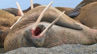 Laziest Walrus Colony Ever HD [upl. by Ahsillek332]