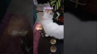 Persian Cat White love youtubeshorts viral shors mukund sable [upl. by Ymot]