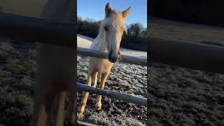 Foal sees frost for the first time [upl. by Traci]