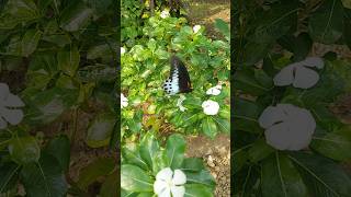 Papilio polymnestorblue mormonstate butterfly of maharashtra🦋😍😘☺️shorts [upl. by Euhc965]