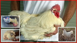 Worlds Most Expensive Chicken  Bresse Chicken  Best Chicken Breed [upl. by Piers764]