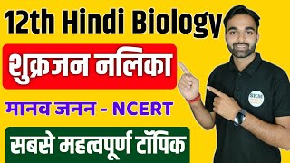 शुक्रजन नलिका क्या हैं  शुक्रजननलिका की सरंचना  Class 12th Biology in Hindi  सर्टोली कोशिका [upl. by Phelps143]