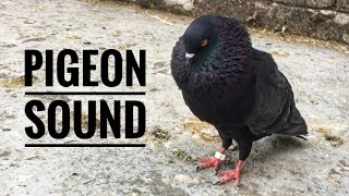 Pigeon Sound Effect  Male Pigeon Super Performance  Black Pigeon [upl. by Anelrad43]