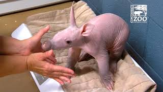 Weighing a Baby Aardvark is Not Easy  Cincinnati Zoo [upl. by Leak]