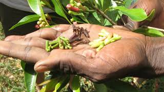 Eugenia caryophyllata clove treats colds and respiratory infections increases immunity [upl. by Analaj794]