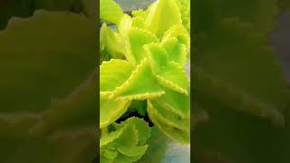 Ajwain plant ☘️viralvideo song milenge hm nhi shortvideo [upl. by Emirac]