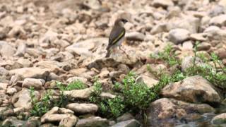 Arabian Goldenwinged Grosbeak [upl. by Xela]