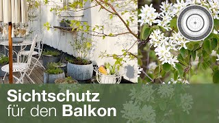 Sträucher für den Topf und den Balkon Balkonien Naturgarten am Balkon Sichtschutz für den Balkon [upl. by Kirch521]