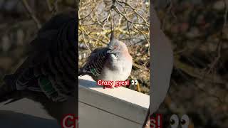 Crested Pigeons sounds Stunning birds Awesome Nature birds tricks [upl. by Bass]