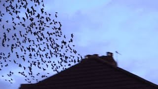 BIRDS FALLING OUT THE SKY Starlings [upl. by Yliram]