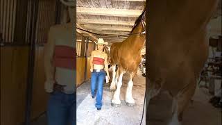 Amazing Farm How to properly brush a horse Horse carehorse [upl. by Oab]