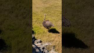 Look What I Discovered  An Ostrich [upl. by Yssor80]