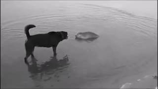 doggo meets water doggo and be frens [upl. by Lednew]