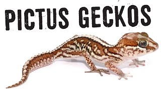 PICTUS GECKOS Care Guide [upl. by Ormond]