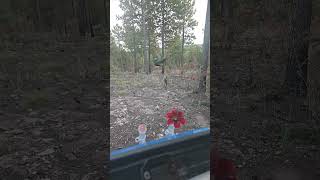 Kissing or fighting  Two hummingbirds in slow motion [upl. by Rinee]