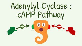 Adenylyl Cyclase  cAMP Pathway  Gs and Gi Protein Pathway [upl. by Norda644]