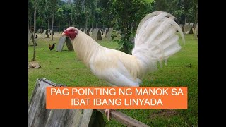 Sabong tips PAG POINTING NG MANOK DEPENDE SA BLOODLINE [upl. by Winnifred540]