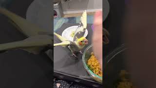 Cockatiel Will Fight You For Noodles  Tiel Named Loubert [upl. by Edda]