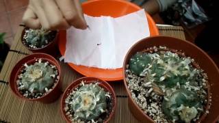 How to Harvest Cactus seed  Lophophora  The Peyote Cactus [upl. by Ihcelek]