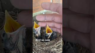 Bird so cute 🛎️👈 [upl. by Navak]