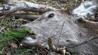 Heimliche Stuck Kahlwildjagd im Gebirge [upl. by Airdnahc839]