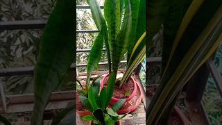 हजारो की किंमत वाला पौधा फ्री मे कैसे लगायेHow to propagate snake plant shortsairpurifier [upl. by Blayze]