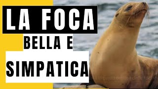 LA FOCA 🦭ANIMALE SIMPATICO  un po goffo dal verso esilarante 🤣 funnyanimals animalidivertenti [upl. by Enaywd768]