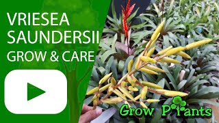 Vriesea saundersii  grow amp care also as houseplant [upl. by Latsyrhc]