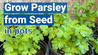 How to Grow Parsley from Seed in Pots🌿🍀 [upl. by Etnauq]