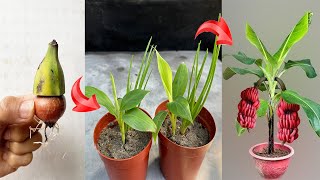 UNIQUE BANANA PROPAGATION TECHNIQUE stimulates strong plant growth thanks to super fast method [upl. by Dnalyar]