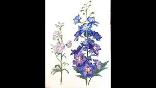 watercolor：Delphinium Flower [upl. by Anoyk]