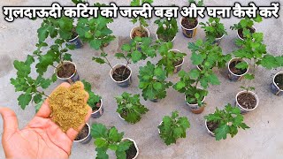 Guldaudi cuttings ko jaldi bada bushy ke liye ise dale best Fertilizer for guldaudi plant [upl. by Morganica233]