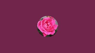 In Roses Garden is live Lets Use Last Months BBB [upl. by Normie]