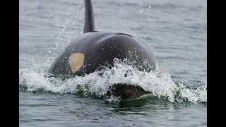 San Juan Islands Kayaking  Powerful Porpoising Orca [upl. by Corri736]