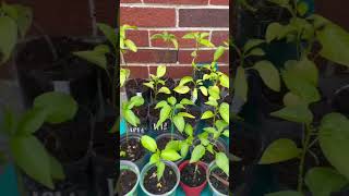 Let’s Transplant Jalapeños 🌶️ garden transplants greenhouse pepper spring shorts shortsfeed [upl. by Ibrahim196]