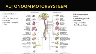 autonome zenuwstelsel [upl. by Brownley351]