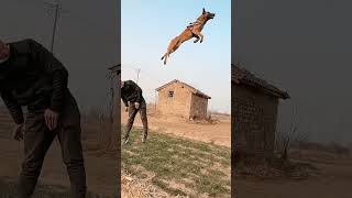 Dogs That Fly  Malinois amp Alsatian Dogs Show Their Jumping Agility🐶 Shortstrending viralvideo [upl. by Nivar102]