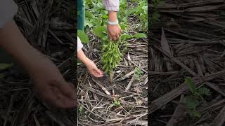 Harvesting edamame gardening [upl. by Laerol]