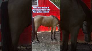 “Dappling” occurs when a horse is being well taken care of and has high levels of nutrition [upl. by Rodrigo]