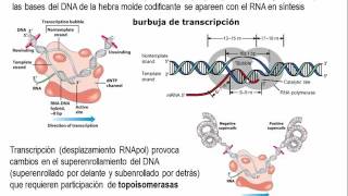 Tema 55 El flujo de información genética S2 Transcripción Procariota umh1163 [upl. by Demetrius]