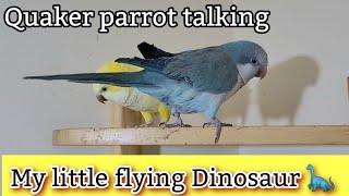 Quaker parrot runes the shelf  Quaker Parrot Talking and singing  Monk Parakeet Talking [upl. by Hadeehsar]