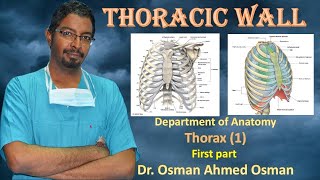 1 Thoracic wall first Part [upl. by Hatti272]