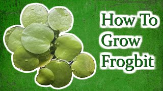 How To Grow Frogbit [upl. by Tchao759]