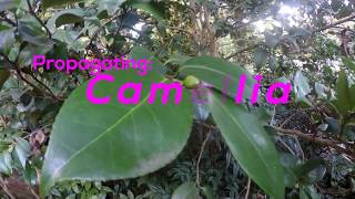 How To Propagate Camellia By Cuttings Pink Camellia Sasanqua [upl. by Novel]