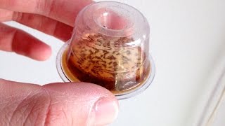 Trick to get rid of fruit flies naturally  quotDropInsquot Fruit Fly Trap Review [upl. by Ydualc]