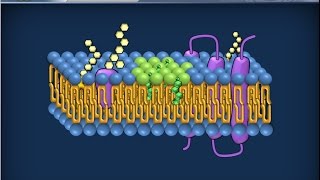 Citologia 13  Membrana cellulare [upl. by Hite]