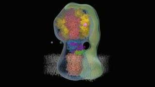 F1 ATP synthase [upl. by Manning251]