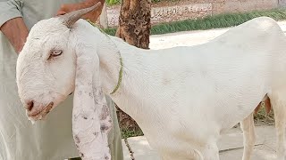 Clinical Diagnosis and treatment of Listeriosis in Goats  Dr ikram [upl. by Barri20]