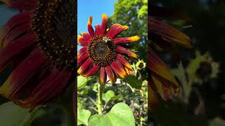 Sunflowers and bees in the early morning sun connertymeadowsfarm [upl. by Lindahl949]