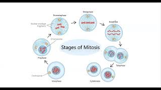 Understanding Mitosis and Cytokinesis [upl. by Stanislaw]